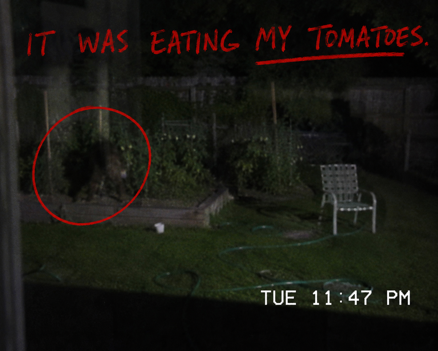 11:47 PM. TUESDAY. MY TOMATOES. I HAVE MORE PHOTOS BUT THEY CAME OUT BLURRY. THE GOBLIN INTERFERED WITH MY CAMERA SOMEHOW.